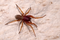 La Dysdre arme. Une femelle Araigne (Araneae - Dysderidae - Dysdera crocata)